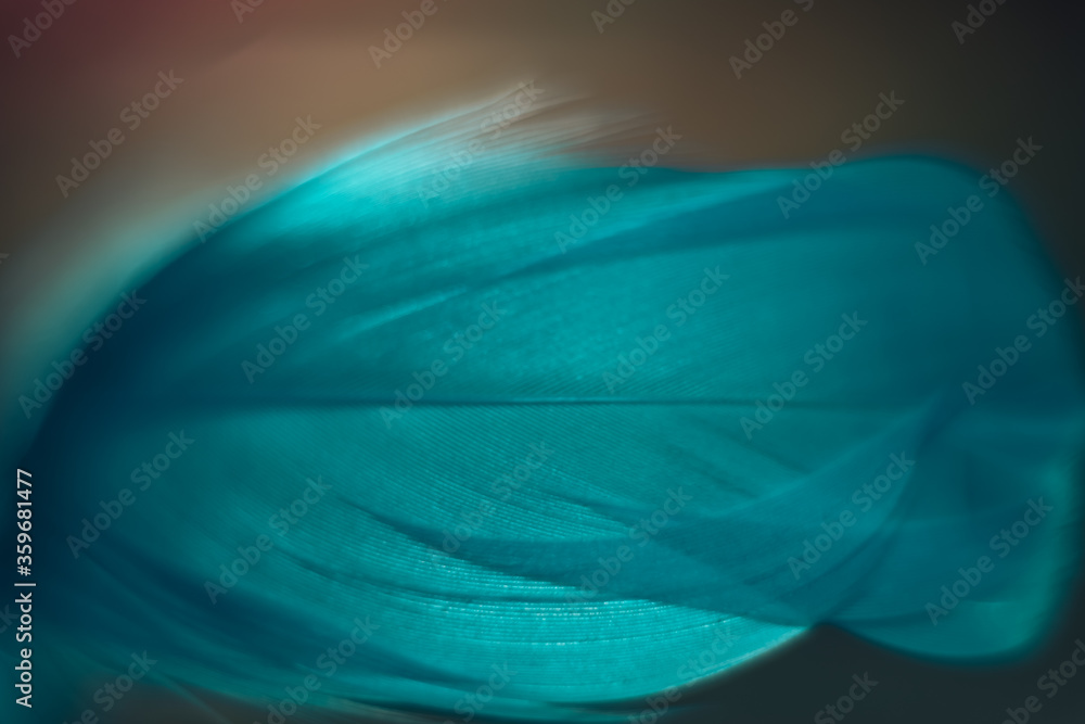 Poster Close up Beautiful blue Bird feather pattern on a bokeh background for design texture.