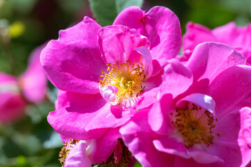 The Canadian rose bloomed under the summer sun