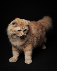 the cat's expression was hunting for something nearby