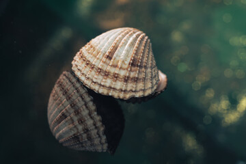 Close up Beautiful seashells on a black glass table and green, gold bokeh background texture. Macro...