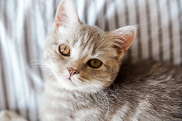 Portrait of cute grey cat on the bed.Scottish cat.Top view.Close-up