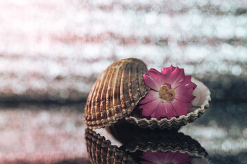 Beautiful seashells with pink flower on a black glass table and green, silver bokeh background...