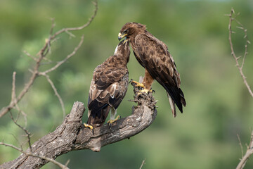 Aigle ravisseur,.Aquila rapax , Tawny Eagle
