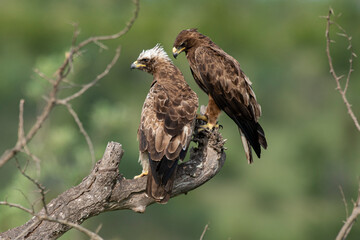 Aigle ravisseur,.Aquila rapax , Tawny Eagle