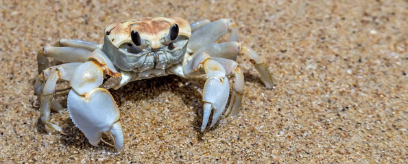 Crab sand beach close up © Emoji Smileys People