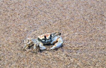 Crab sand beach close up Summer vacation