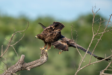 Aigle ravisseur,.Aquila rapax , Tawny Eagle