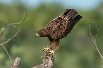 Aigle ravisseur,.Aquila rapax , Tawny Eagle