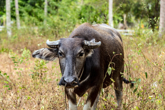 Water black buffalo animal agiculture countryside