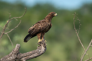 Aigle ravisseur,.Aquila rapax , Tawny Eagle