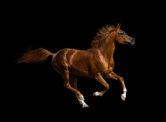 Obraz na płótnie Canvas Chestnut arabian stallion over a black background