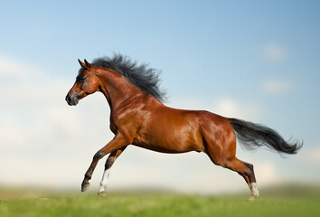 Beautiful bay horse running gallop on the wild