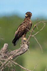 Aigle ravisseur,.Aquila rapax , Tawny Eagle