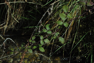 leaves