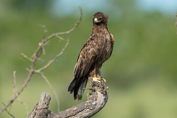 Aigle ravisseur,.Aquila rapax , Tawny Eagle