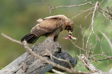 Aigle ravisseur,.Aquila rapax , Tawny Eagle