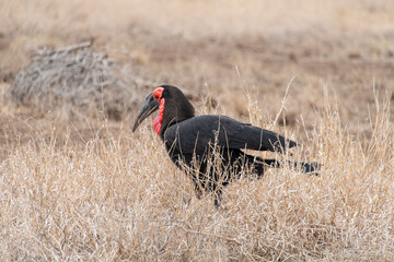 Bucorve du Sud, Grand calao terrestre, Bucorvus leadbeateri, Southern Ground Hornbill