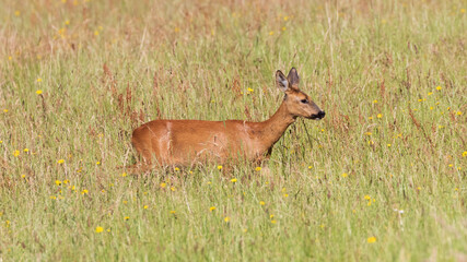 Female roe (capreolus capreolus) standing in grass looking at the camera