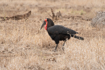 Bucorve du Sud, Grand calao terrestre, Bucorvus leadbeateri, Southern Ground Hornbill