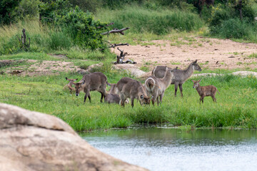 Cobe à croissant , Waterbuck,  Kobus ellipsiprymnus, Parc national du Pilanesberg, Afrique du Sud