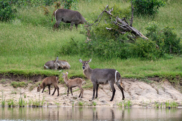Cobe à croissant , Waterbuck,  Kobus ellipsiprymnus, Parc national du Pilanesberg, Afrique du Sud