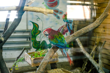 Colorful tropical parrot on a branch behind glass at the zoo