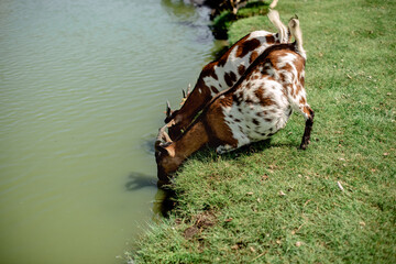 Goats drink water from the lake. Young goat on the meadow near the lake, green grass. Milk farming.