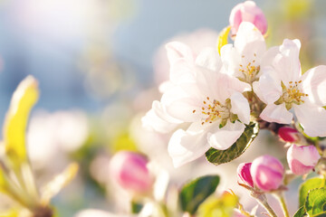 Blooming apple flowers in spring garden, macro