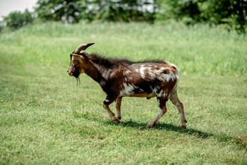 Young goat on the meadow near the lake. Milk farming.