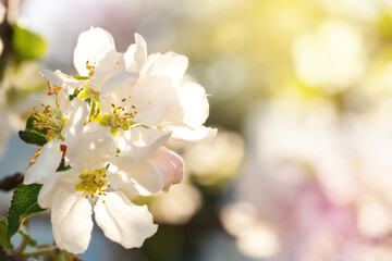 Fototapeta na wymiar Blooming apple flowers in spring garden, macro