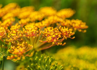 Yellow flower inflorescence plant close-up