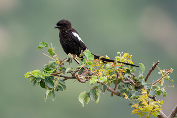 Pie grièche, Urolestes melanoleucus, Corvinelle noir et blanc