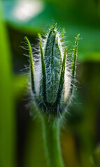 Pumpkin flower Bud closeup on a green background