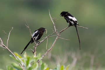 Obraz premium Pie grièche, Urolestes melanoleucus, Corvinelle noir et blanc
