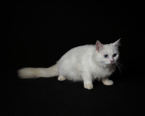 a white persian cat is posing while looking sideways on a black background.