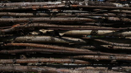 wood background of thin young birch interlaced trunks