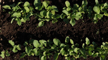 growing young radishes in dark fertile soil in the sun as a useful crop for gardening