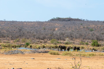 Fototapeta na wymiar Eléphant d'Afrique, Loxodonta africana, Parc national Kruger, Afrique du Sud