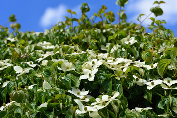 Detail of the crown of a blooming mulberry tree with white flowers