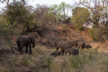 Fototapeta premium Eléphant d'Afrique, Loxodonta africana, Parc national Kruger, Afrique du Sud