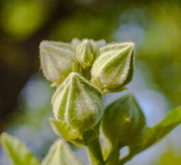 Flower buds close-up on a green background