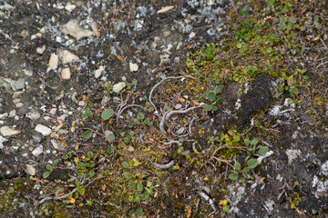 Polar willow roots on the brown soil of the permafrost ground in the Arctic on Spitsbergen.