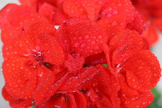 gerani rosso flowers