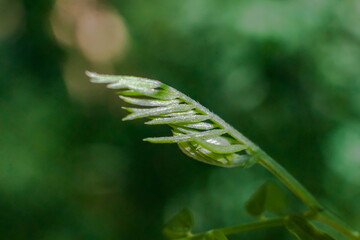 Young plant shoots close-up on a green background