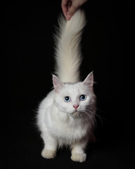 the white cat sits nicely on a black background while looking up as if it's hunting something.
