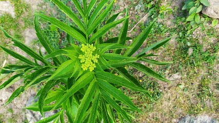 A plant found on hills only