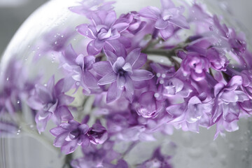 lilac flowers in water in a round glass sphere and with air bubbles. drops of water fall on the glass. lilac flowers in a vase with water. abstract natural background.