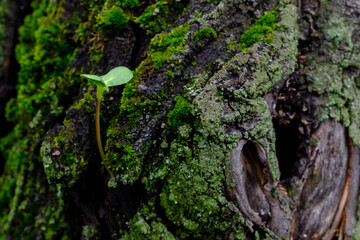 Selective focus on a lonely small green parasitic sprout on the bark of an old tree. The bark is covered with moss. Natural background. Copy space.