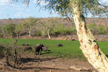 Eléphant d'Afrique, Loxodonta africana, Parc national Kruger, Afrique du Sud