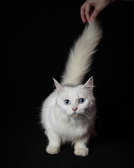 Obraz premium the cat's expression was hunting for something nearby